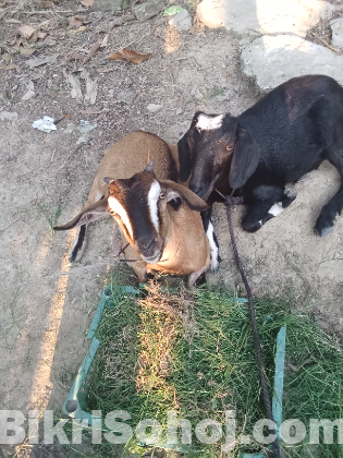 খাসি